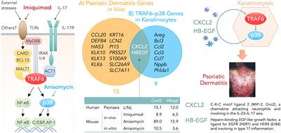 Necessary and sufficient factors of keratinocytes in psoriatic dermatitis